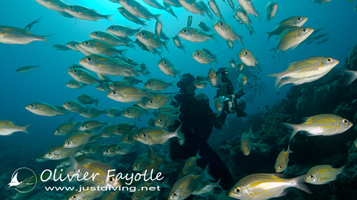 centre plongee padi ile maurice